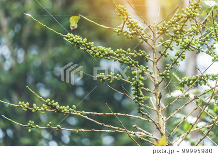 Green coffee bean berry plant fresh raw seed coffee tree growth in eco organic farm. Close up Green seed berries harvest arabica coffee garden. Fresh coffee bean green leaf bush ecology berry plant 99995980