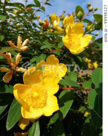 キンシバイ・花 キンシバイ・花 99996127