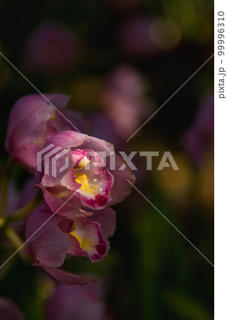 万葉菊花園 万葉菊花園 99996310