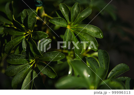 万葉菊花園 万葉菊花園 99996313