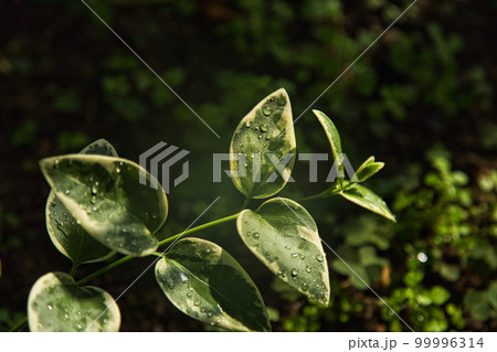 万葉菊花園 万葉菊花園 99996314