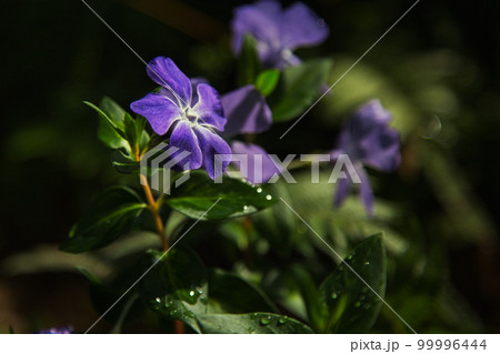 万葉菊花園 99996444