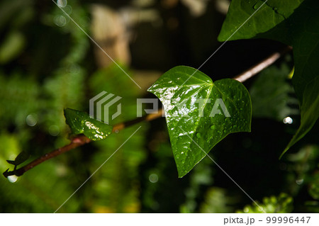 万葉菊花園 99996447