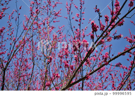 万葉菊花園 万葉菊花園 99996595