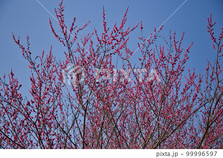 万葉菊花園 99996597