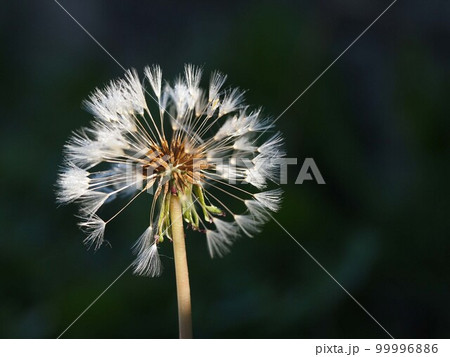 日ざしを浴びたタンポポのワタボウシ（朝日のあたった白い綿毛と種のクローズアップ） 99996886