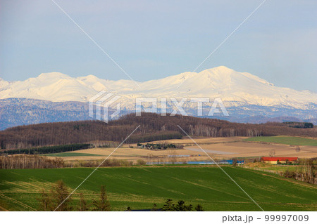 春の丘の麦畑と雪山 春の丘の麦畑と雪山 99997009