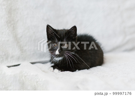 A black with white spots little cat is lying on the couch 99997176