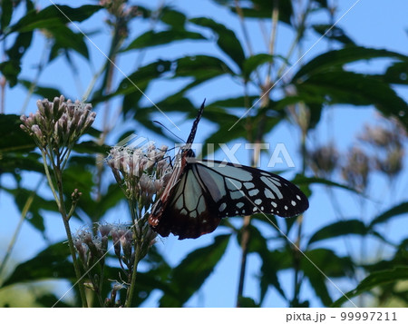 アサギマダラ チョウ 蝶 アサギマダラ チョウ 蝶 99997211