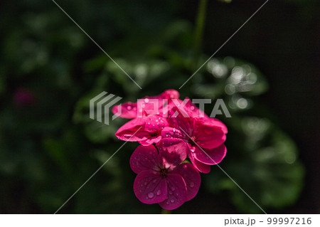 万葉菊花園 万葉菊花園 99997216