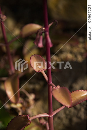 万葉菊花園 99997225