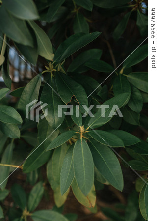 Rhododendron leaves in wild forest 99997666