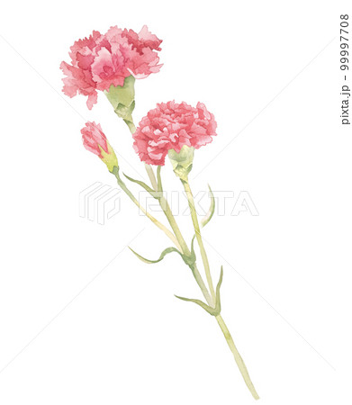 水彩のカーネーションイラスト 水彩のカーネーションイラスト 99997708