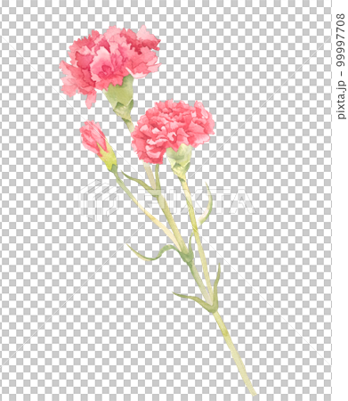 水彩のカーネーションイラスト 水彩のカーネーションイラスト 99997708