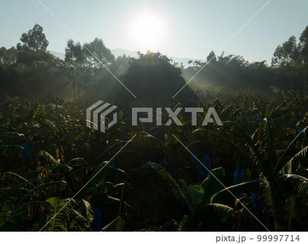 Banana trees growing in field Banana trees growing in field 99997714