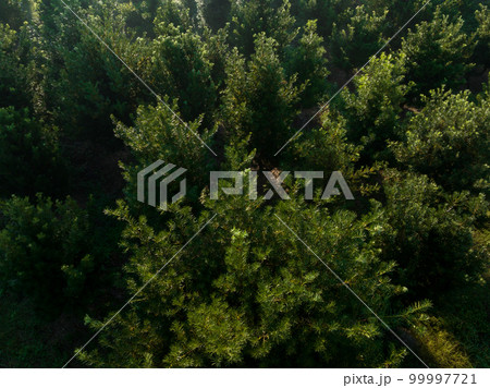 Podocarpus macrophyllus (Yew plum pine) garden 99997721