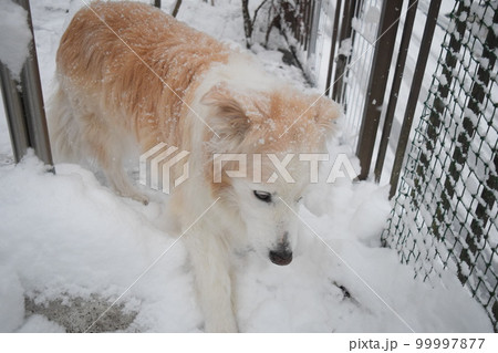 愛犬と暮らす 愛犬と暮らす 99997877