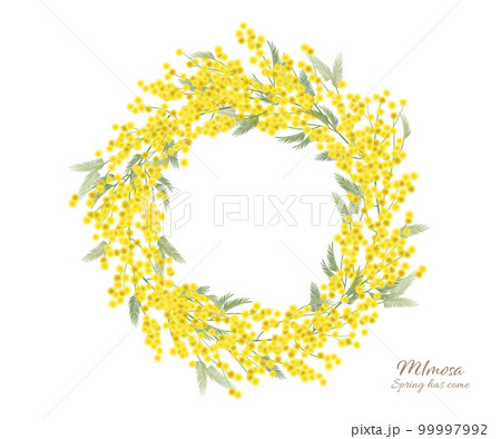 ミモザのリースのイラスト素材 白バック 春 花輪 フレーム 99997992