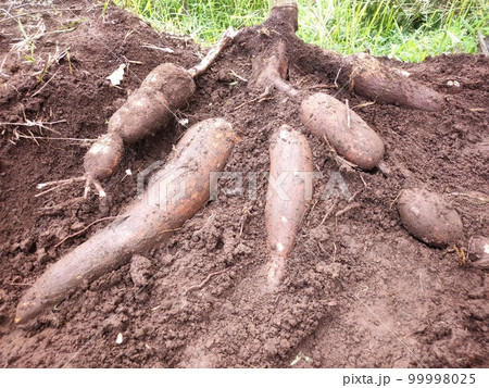 Farmer harvests one cassava plant in the rice field during the day 99998025
