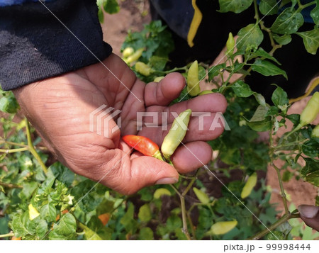 A farmer's hands holds two chillies that still step through the tree A farmer's hands holds two chillies that still step through the tree 99998444