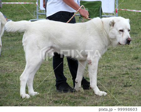 Central Asian shepherd dog at a dog show 99998603
