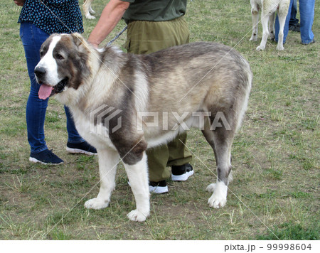 Central Asian shepherd dog at a dog show 99998604