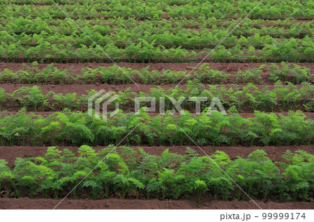 農業のイメージ ニンジン畑 農業のイメージ ニンジン畑 99999174