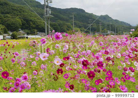 コスモス街道 99999712