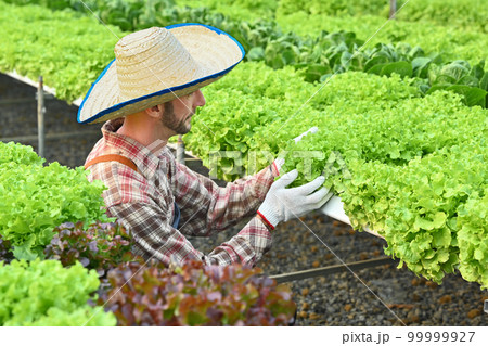 Bearded caucasian man in checkered shirt harvesting green oak lettuce in a greenhouse hydroponic farm Bearded caucasian man in checkered shirt harvesting green oak lettuce in a greenhouse hydroponic farm 99999927