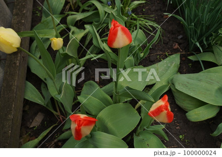 Red Yellow tulips, beautiful bouquet background. Top view. Selective focus 100000024