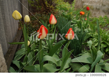 Red Yellow tulips with beautiful bouquet background. Selective focus 100000026
