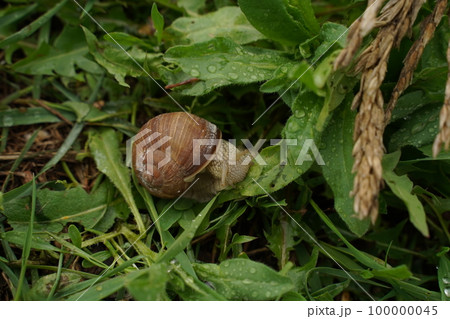 Big snail in shell crawling on road, summer day in garden. Selective focus 100000045