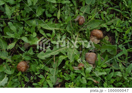 Big snail in shell crawling on road, summer day in garden 100000047