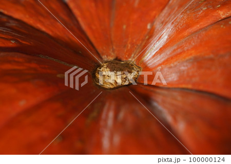 A close up photo of a bright orange pumpkin with early stages of fungal damage grey mold A close up photo of a bright orange pumpkin with early stages of fungal damage grey mold 100000124