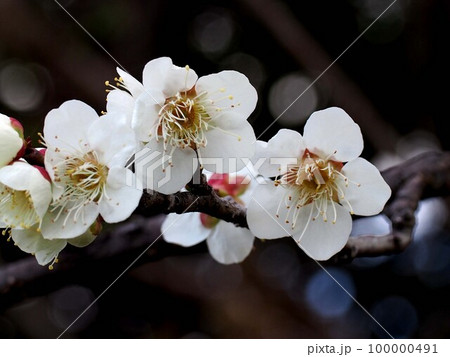 一重の白い花をつけた梅の枝(白梅の花のクローズアップ) 一重の白い花をつけた梅の枝(白梅の花のクローズアップ) 100000491