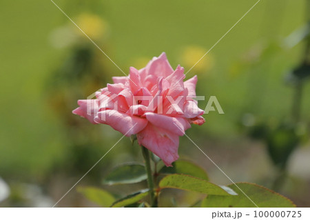 荒尾市 おもやい市民花壇 バラの花、 荒尾市 おもやい市民花壇 バラの花、 100000725