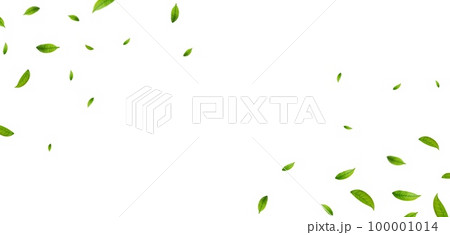 Green leaves border. Green leaves border. 100001014