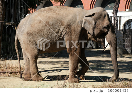 インドゾウ 100001435