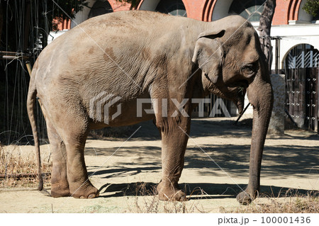 インドゾウ インドゾウ 100001436