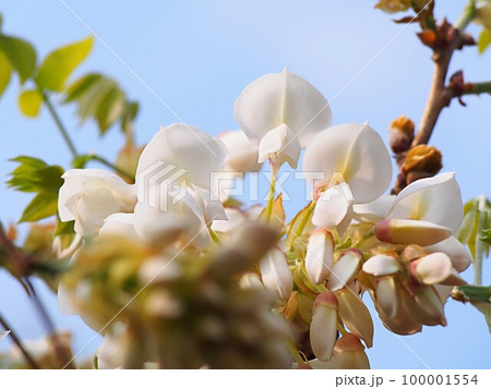 白いダルマフジの花のアップ 100001554