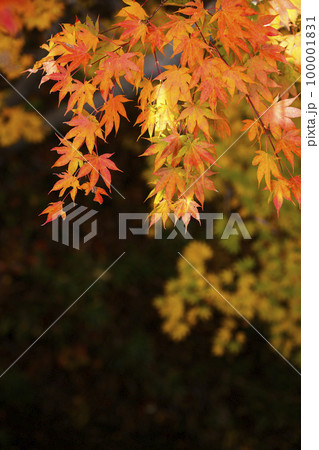 日差しを受ける紅葉 100001831