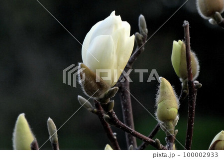 白木蓮 白木蓮 100002933