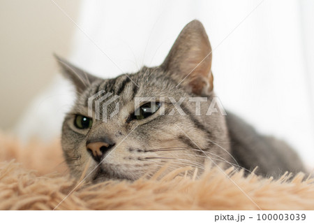 見つめる猫 サバトラ猫 見つめる猫 サバトラ猫 100003039