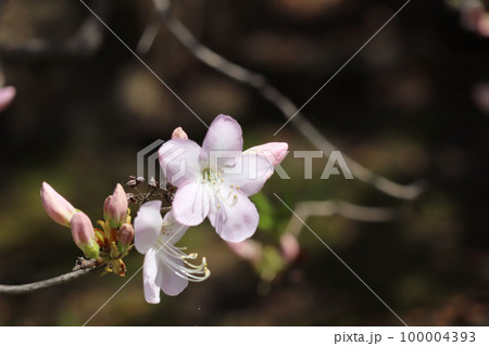 ピンク色の花 100004393