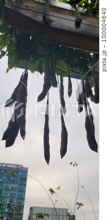 東十字閣 清渓川 100004640