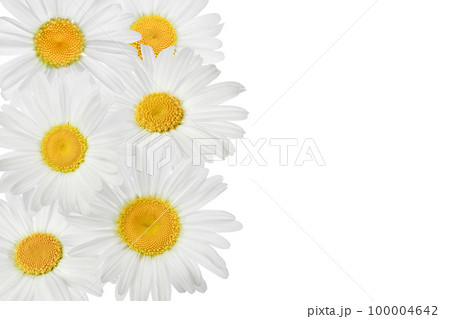 chamomile or daisies isolated on white background. Top view with copy space for your text. Flat lay 100004642