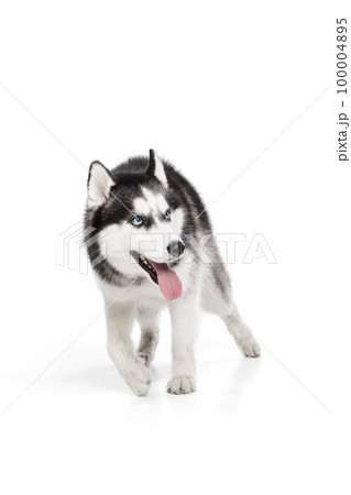 One adorable Siberian Husky dog with tongue sticking out posing isolated over white studio background. Beauty, animal health, happiness, care concept One adorable Siberian Husky dog with tongue sticking out posing isolated over white studio background. Beauty, animal health, happiness, care concept 100004895