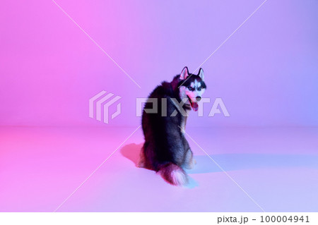 Studio shot of black and white groomed puppy of Husky dog sitting his back to camera isolated on gradient pink purple background. Studio shot of black and white groomed puppy of Husky dog sitting his back to camera isolated on gradient pink purple background. 100004941