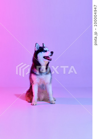 Purebred dog, black and white color puppy of Husky posing over gradient pink-purple background in neon light. Beauty, fashion, domestic animal and healthy lifestyle concept 100004947