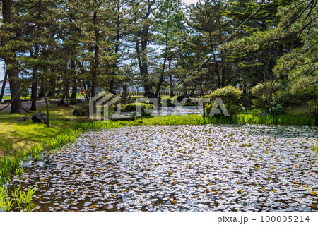 秋田にかほの初夏　新緑の蚶満寺　蓮の池　 100005214
